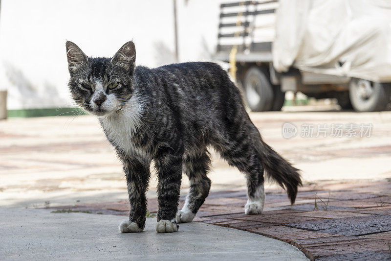 街上的流浪猫