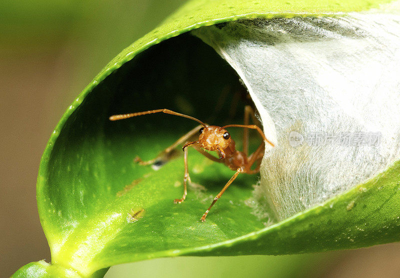 看蚂蚁的巢——动物的行为。