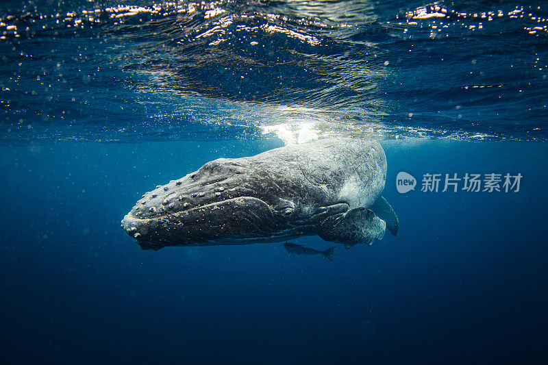 水下近距离拍摄的座头鲸幼崽在海面附近游泳