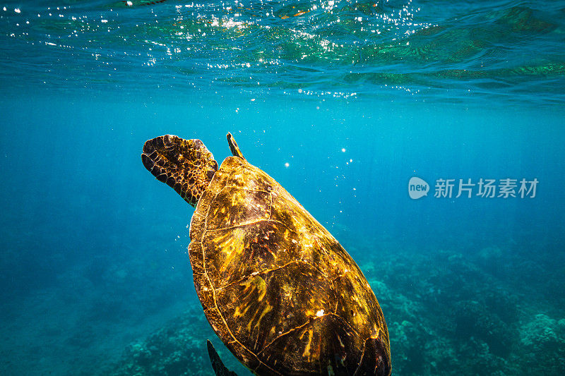 绿海龟在呼吸后从水面游了下来