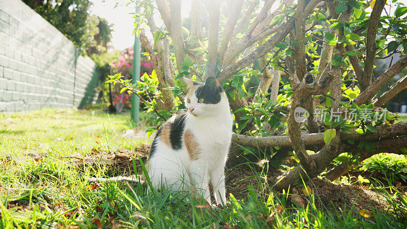 夏天坐在院子外面的印花布猫