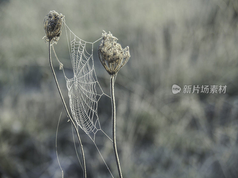 蜘蛛网上的晨雾和霜
