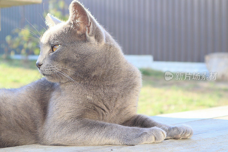 一只灰猫的肖像。一只苏格兰猫坐在木凳上。顽皮的英国短毛猫躺在花园甲板上
