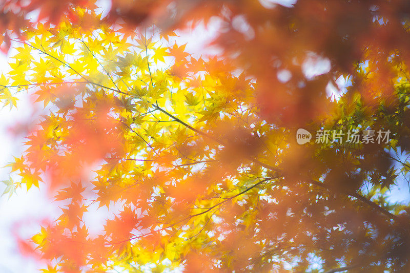 京都夏天的秋叶