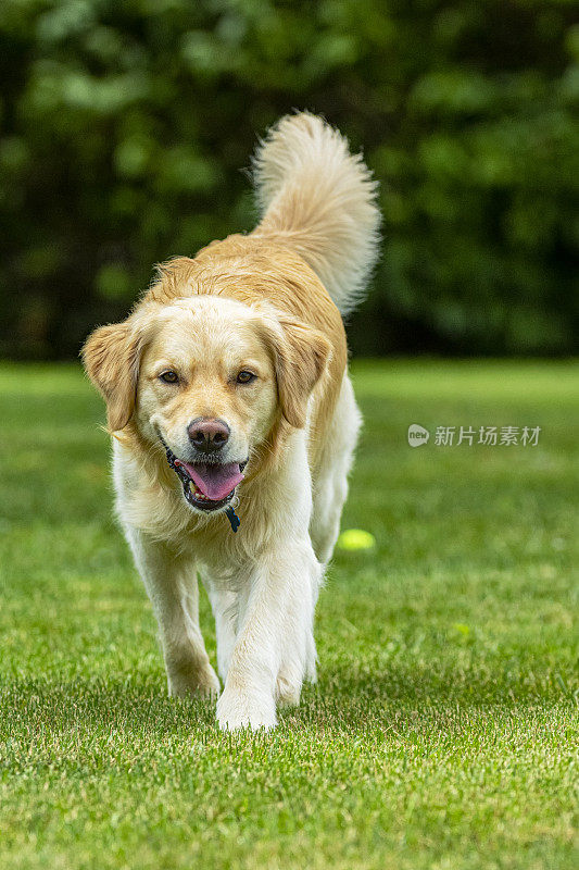 一只快乐的金毛猎犬走向镜头