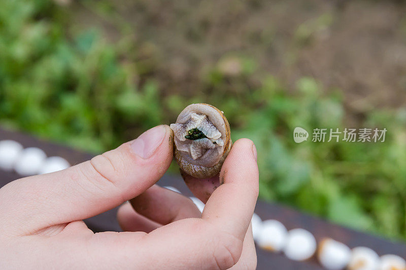在蜗牛养殖场，手里拿着活的可食用蜗牛