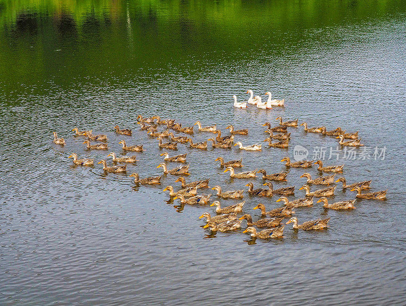 一大群鸭子排着队要游到湖的另一边去。