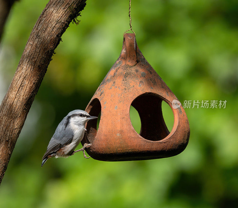 挪威奥斯陆，白胸Nuthatch喂养