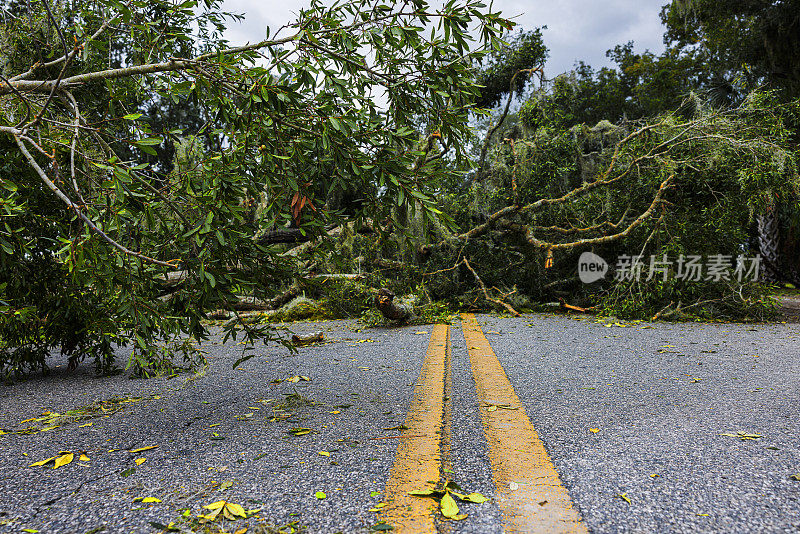 飓风登陆导致北佛罗里达州斯坦哈奇的道路关闭。在北佛罗里达斯坦哈奇附近，一棵树被撞倒。表面水平