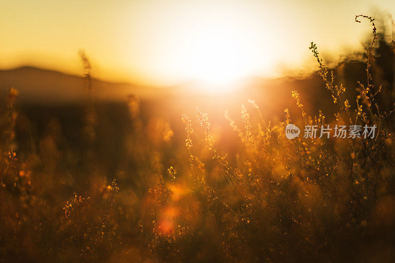 夕阳西下的宁静景象和南加州山间树叶的剪影