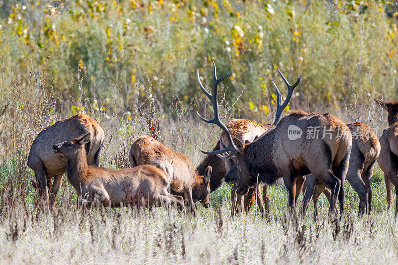 在美国蒙大拿州北部的查尔斯·m·拉塞尔野生动物保护区，巨大的公麋鹿控制着他的麋鹿群