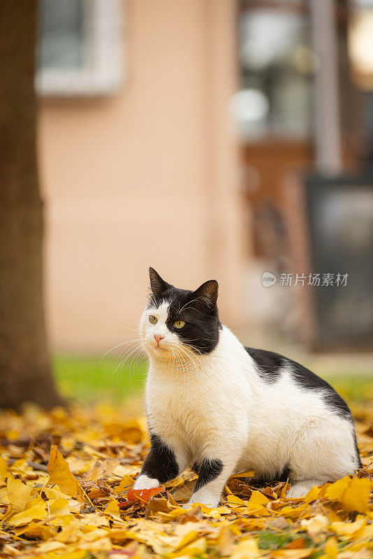 黑白相间的流浪猫。