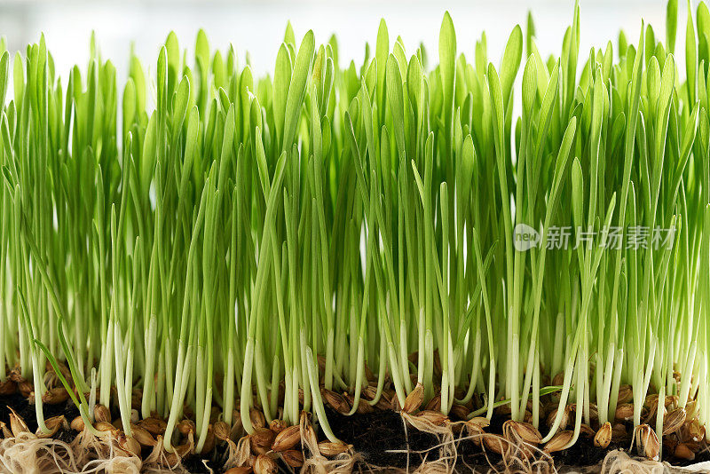 在土壤中生长的新鲜的青稞草