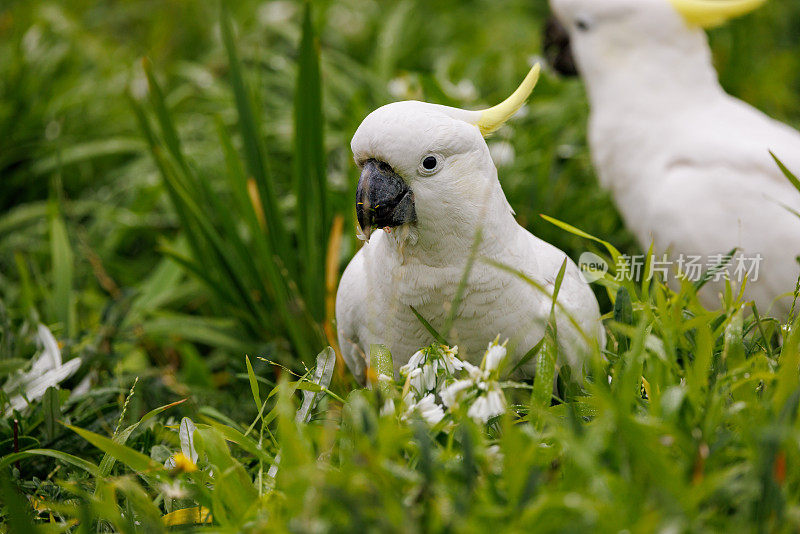 硫冠凤头鹦鹉，美洲凤头鹦鹉