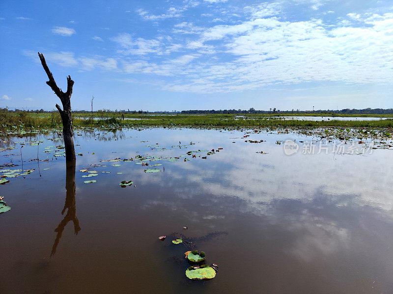 柬埔寨安隆旺区，塔莫屋的莲花湖