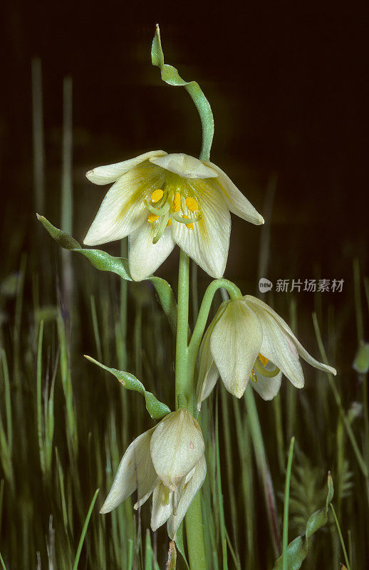 Adobe莉莉;加州;香贝母;贝母liliacea;杰普森Prarie;多年生的;索拉诺县;威胁;植物群;