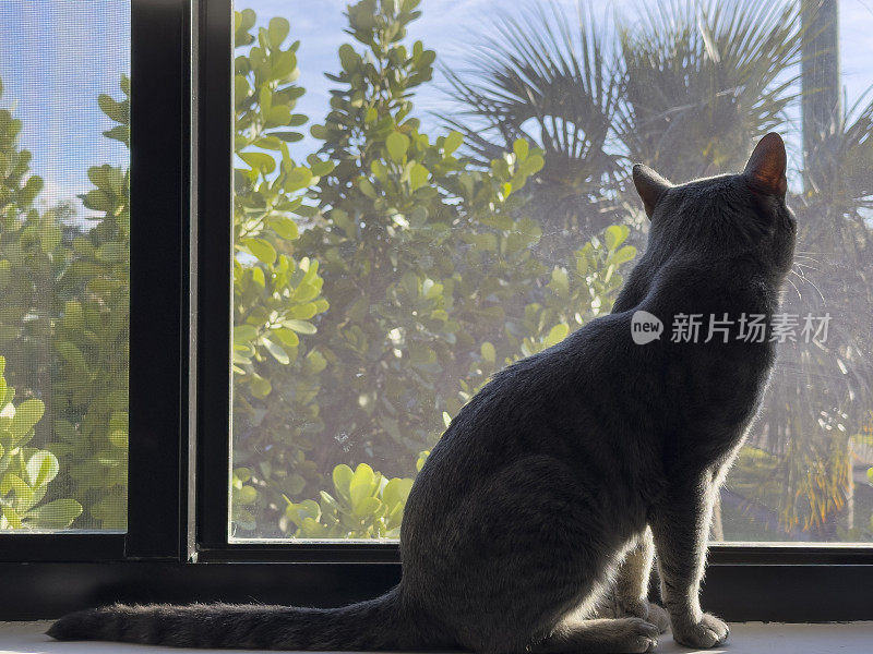 猫坐在窗台上往外看。