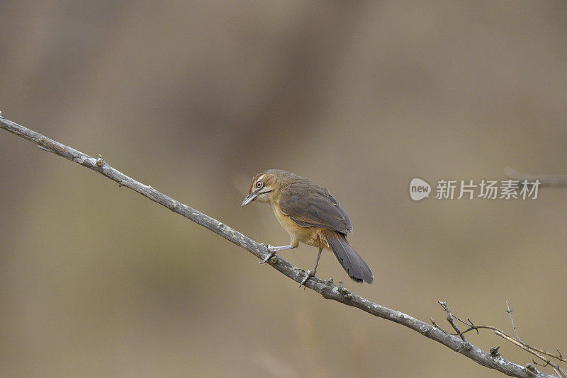 小胡子草莺