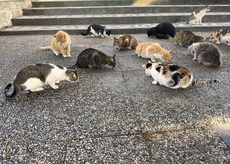 一大群流浪猫在城市街道上吃宠物食品