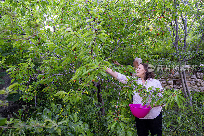 老夫妇从果树上摘樱桃的偷拍照片