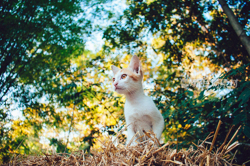 可爱的双色小猫