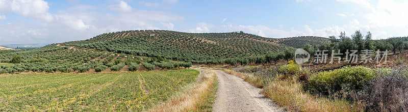 格拉纳达和科尔多瓦之间的卡米诺莫扎拉布的美丽全景照片，展现了绵延数英里的橄榄树林和沐浴在西班牙阳光下的农田