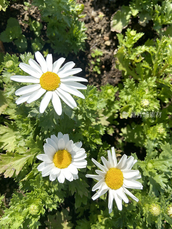 花园里的雏菊花