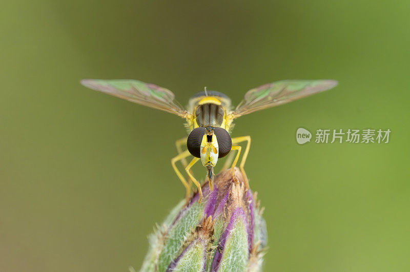 在亨廷顿斯图克利草甸自然保护区的草地上，盘旋在矢车菊花蕾上的苍蝇