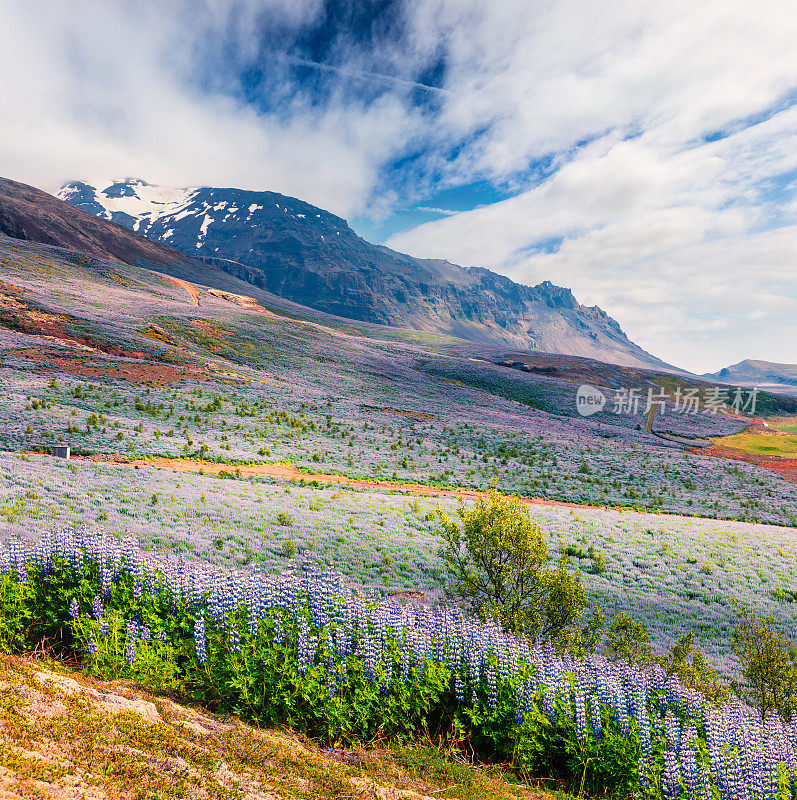 典型的冰岛景观，在六月盛开的羽扇豆花。阳光明媚的夏日清晨，位于欧洲冰岛南部海岸的维克村。艺术风格的后期处理照片。