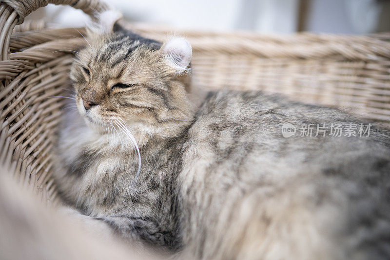 老猫躺在家里的篮子里，昏昏欲睡的感觉，猫在家里的健康生活方式。