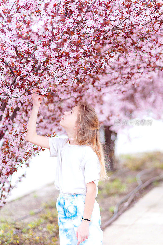 少女在美丽的樱花盛开之中。公园在春天樱花盛开的季节(4月、5月)，游客欣赏美丽的樱花