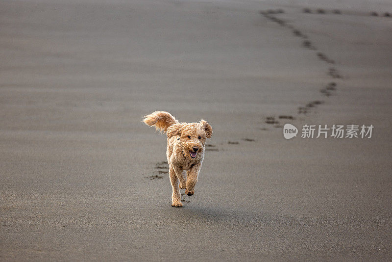 在沙滩上奔跑的金毛狗