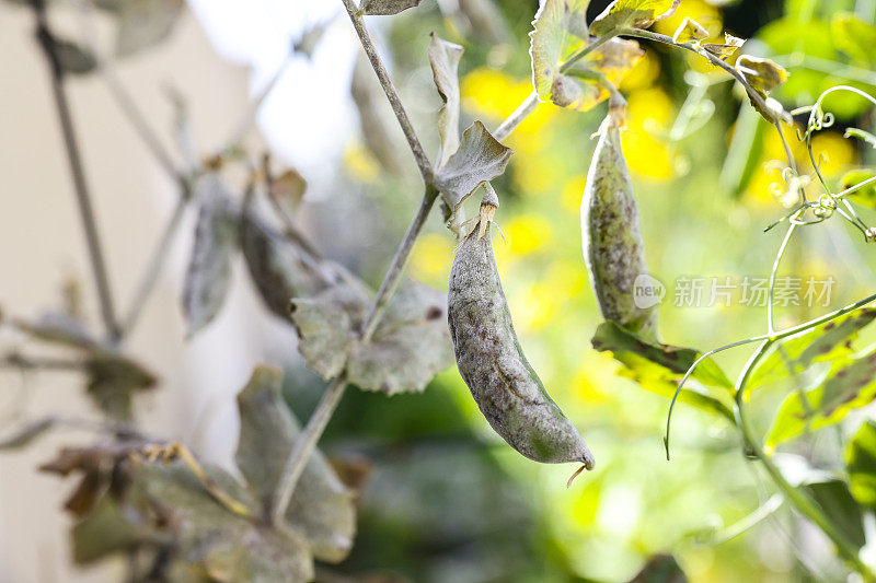 植物病害:豌豆白粉病