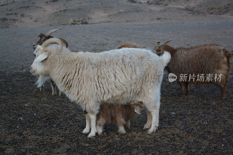 蒙古的开司米山羊在蒙古乌姆努戈维省博格德春乌尔孤寂的山谷里自由漫步。羊绒山羊毛对于当地的游牧民族来说是非常珍贵的。它很贵。