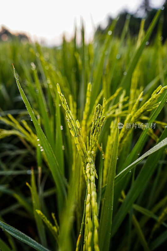 Ricefield