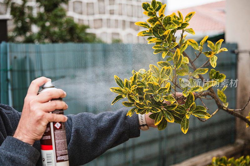 喷雾处理蚜虫