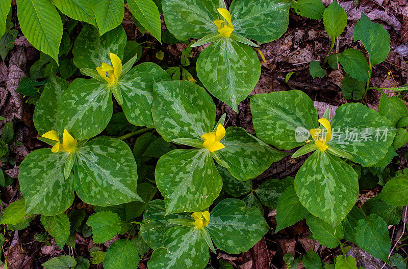 田纳西州大烟山国家公园的黄色Trillium;延龄草luteum;。黄雀花是一种春天的野花，在大烟雾山脉和周围地区有当地的种群。