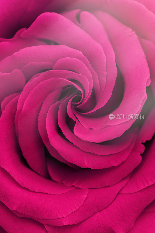 特写品红色紫玫瑰花朵花瓣宏观纹理，俯视图美景自然背景，自然花朵静物与阳光，有机设计视觉趋势，垂直格式，阳光