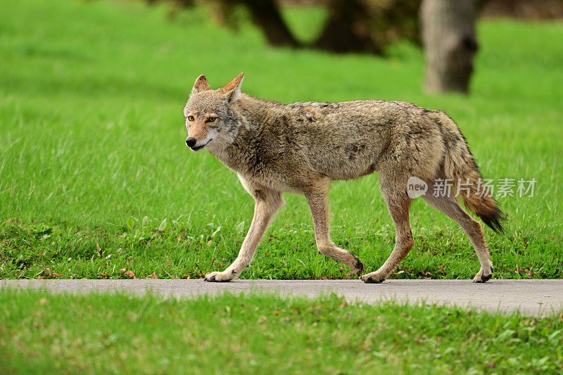 都市野生动物一只失去栖息地的土狼走在人行道上