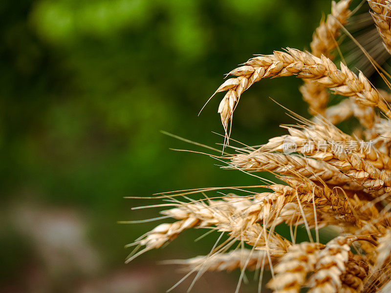 成熟的小麦与软焦点背景;理想的内容有关农业和天然食品。