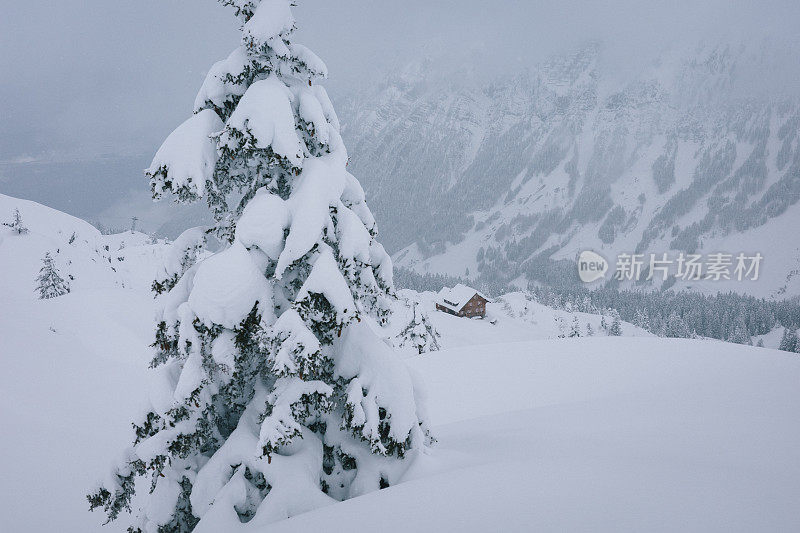 新鲜的粉雪覆盖了森林里的树