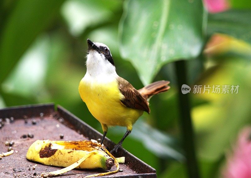 一个伟大的基斯卡迪栖息