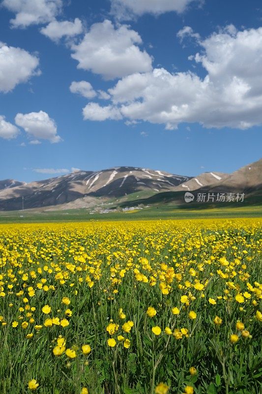 雪山脚下的春景