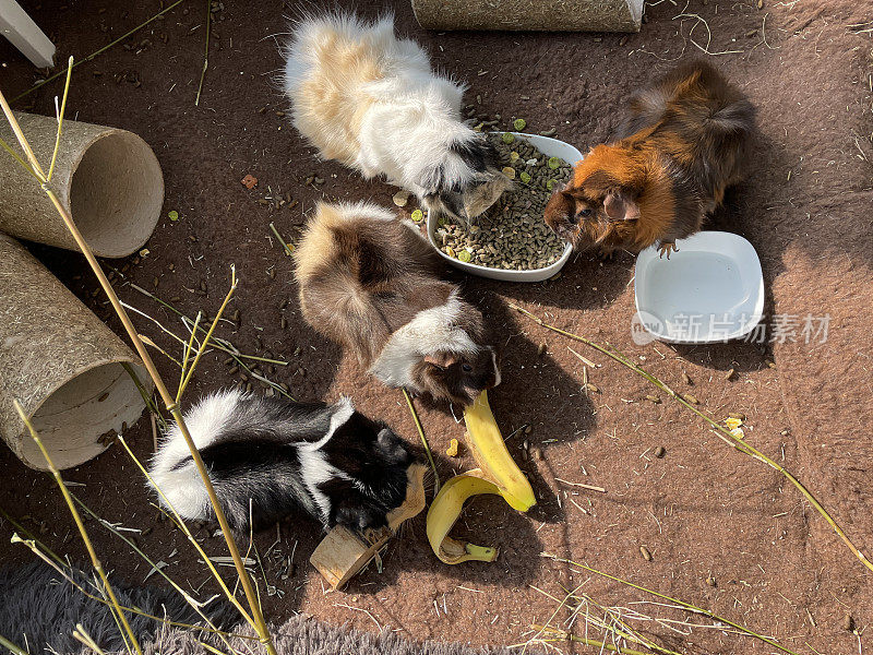 特写图像的四个，年轻，女性，短头发阿比西尼亚豚鼠吃干食物从碗和香蕉皮，室内围场，高架视图