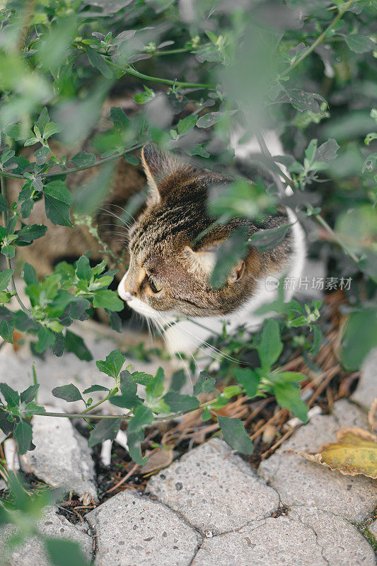 特写白色虎斑印花布猫坐在花园的灌木丛