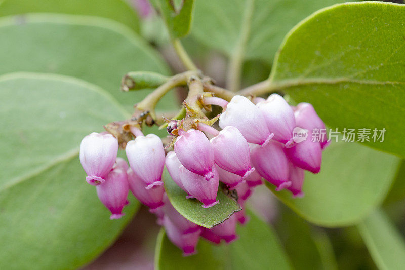 绿叶番荔枝，圆叶葡萄的粉红色花