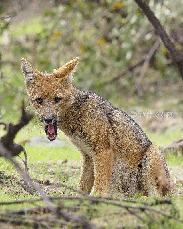 一只单独的安第斯灰狐或'Culpeo'张着嘴坐在森林里
