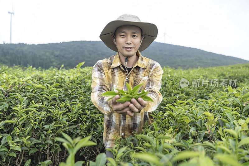 一个农民在茶园里捧着茶叶