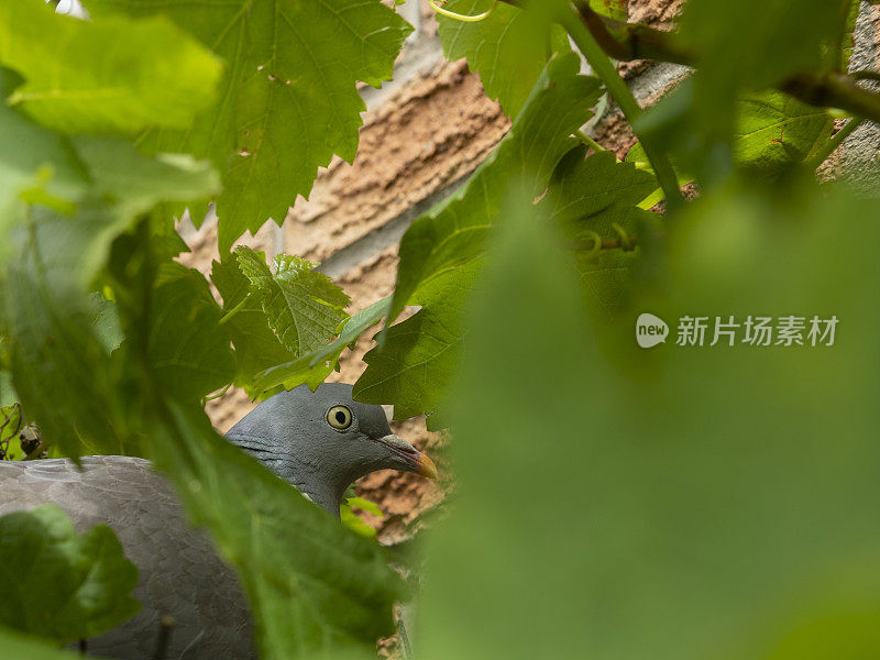 林中鸽在巢中