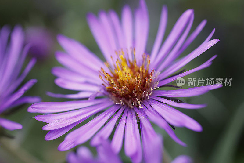 新英格兰紫菀